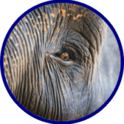 Cercle des Pachydermes